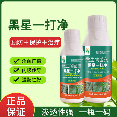 黑星病一打净杀菌剂果树柑橘黑星