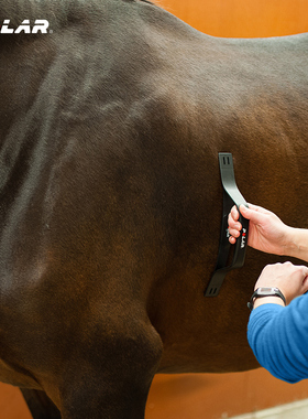 博能 Polar Equine 测动物 马心率测量设备 马术心率带 Horse HR Sensors 马匹Healthcheck  Riding Trotters