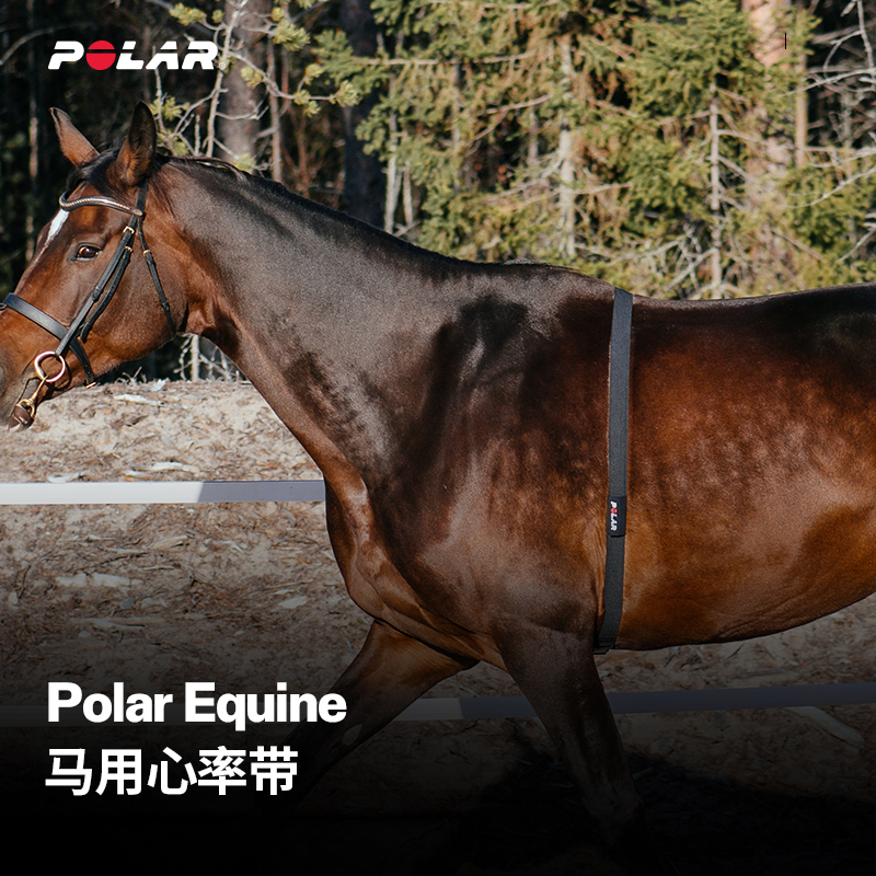 POLAR博能马用Equine心率测量