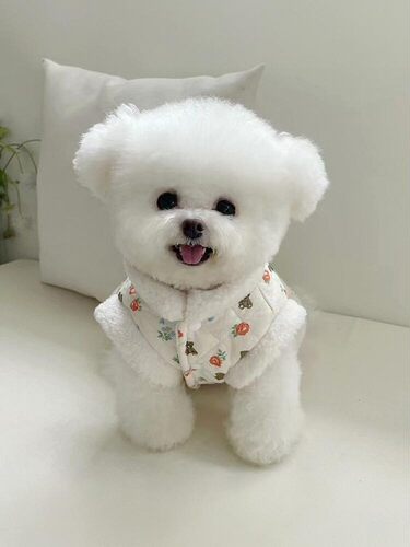 比熊幼犬纯种比熊幼犬活体长不大小型泰迪博美俊介茶杯犬养殖服务