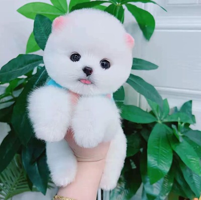 茶杯犬博美幼犬活体小型比熊犬泰迪狗长不大真狗畜牧养殖技术服务