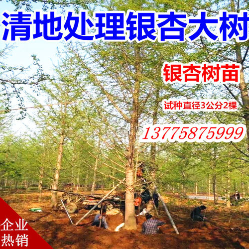 金叶绿化苗木大型行道银杏树活苗