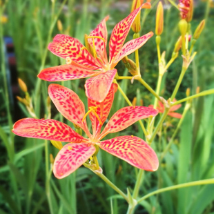 射干鸢尾花苗四季易种耐寒耐旱庭院绿化工程绿化可盆栽地栽宿根花