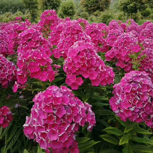 福禄考花苗樱花四季易种景观园林阳台花海庭院花苗耐寒耐旱宿根花