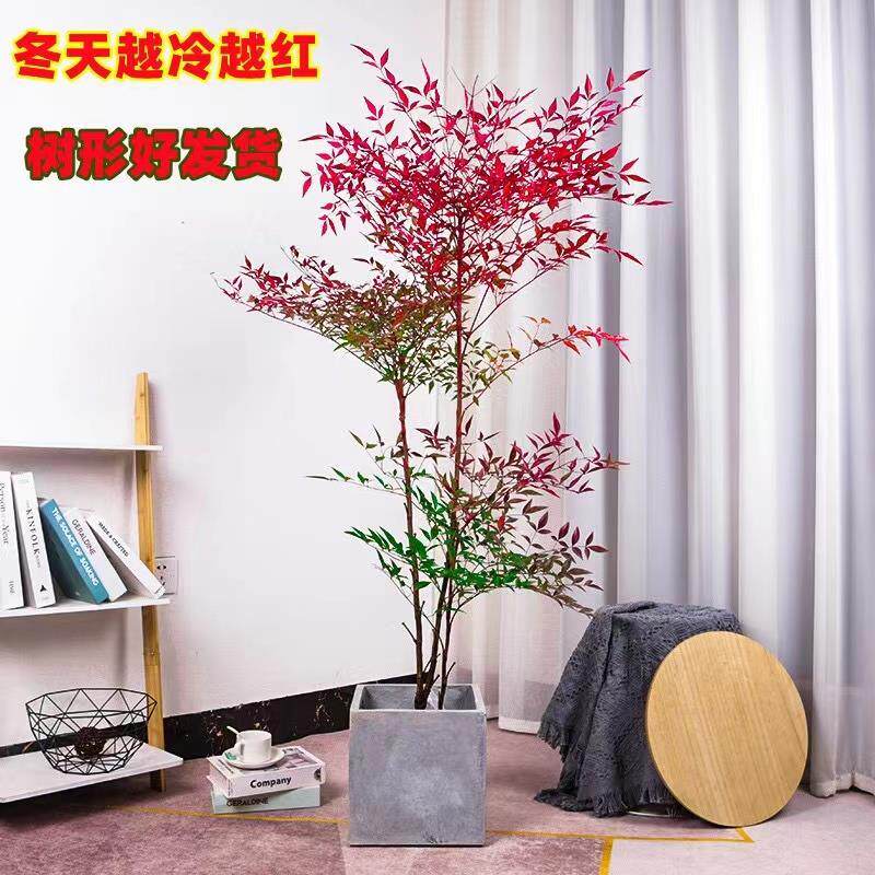 南天竹树苗火焰南天竹红天竹苗火焰红叶植物观叶庭院耐寒绿化苗木