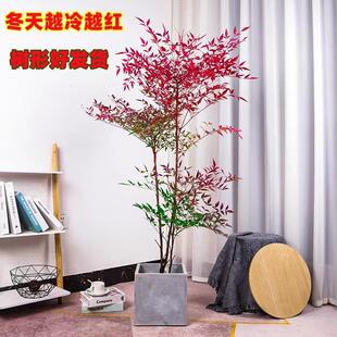 南天竹树苗火焰南天竹红天竹苗火焰红叶植物观叶庭院耐寒绿化苗木