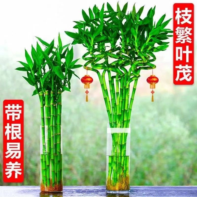 文昌竹富贵竹转运竹带根水培易养花瓶