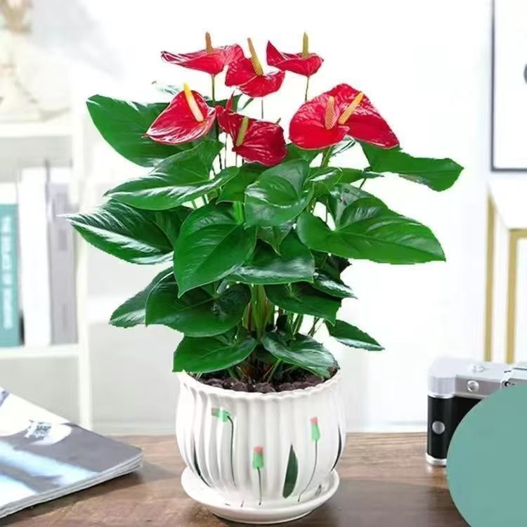 特级红掌盆栽水土培易活好养室内绿植鸿运当头一帆风顺四季带花