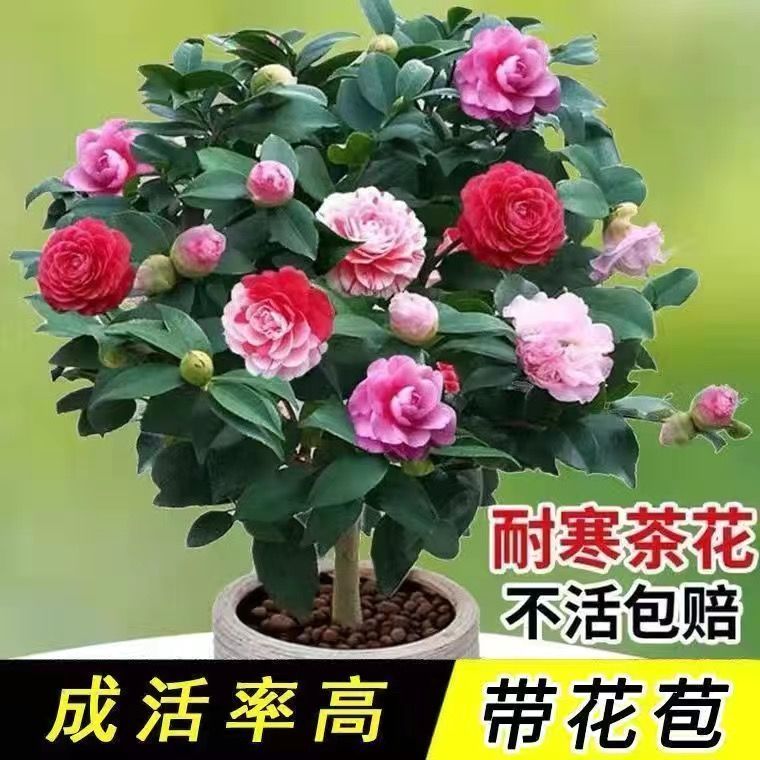 茶花树苗四季带花苞盆栽耐寒花卉茶花