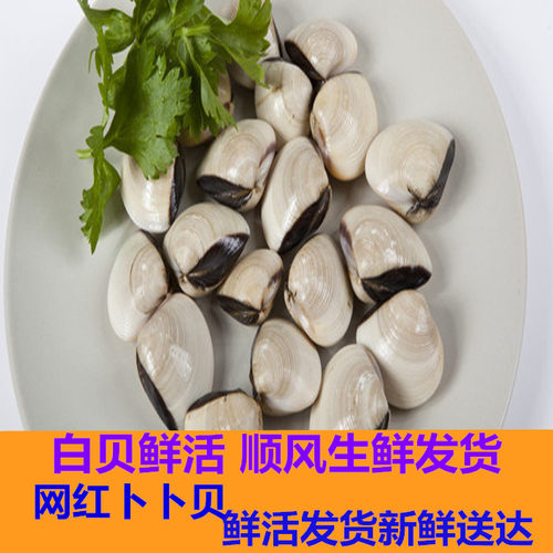 白贝海鲜网红卜卜贝鲜活大海贝