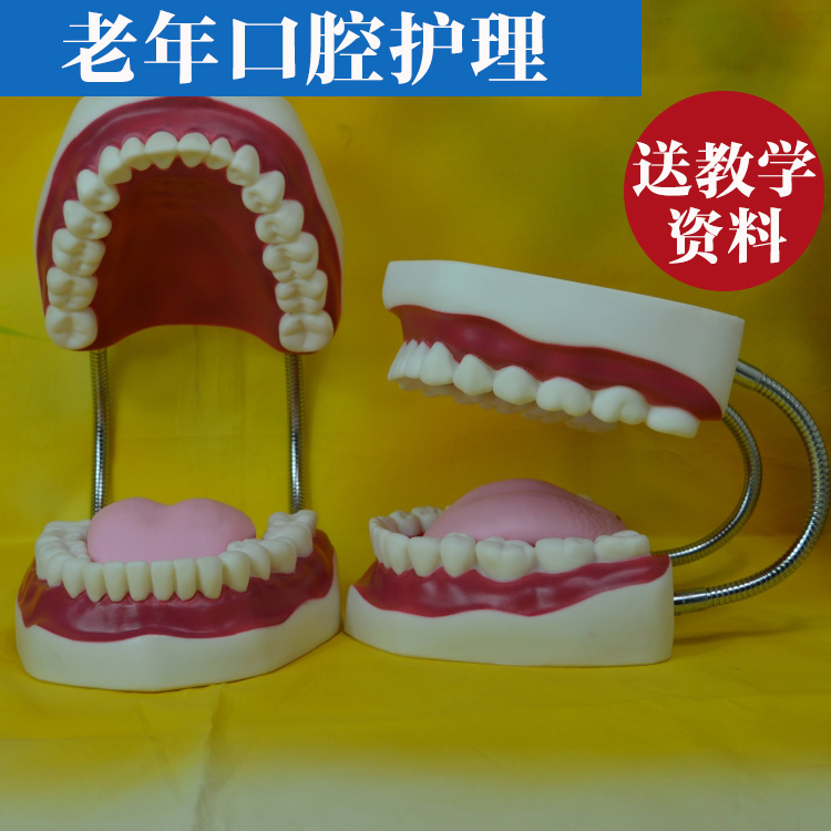 家政养老护理培训模型 老年人口腔护理牙齿模型 成人假牙模型教具