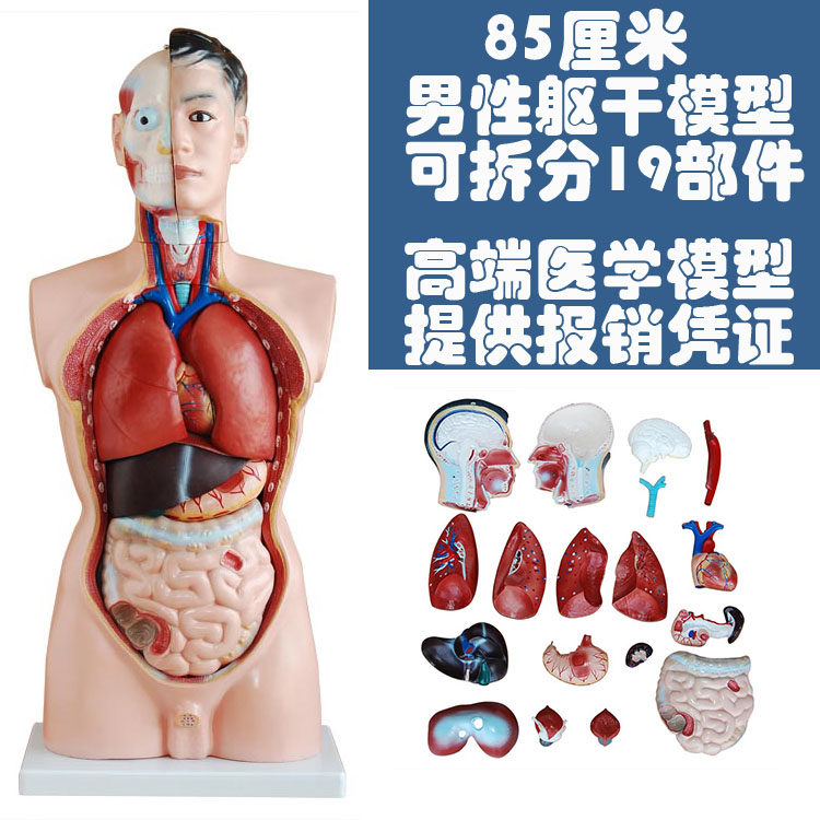85厘米男性人体躯干模型 人体内脏解剖教学模型 可拆分19件|ruв категории игрушка/коляска/головоломка/блоки/модель, статическая модель, другие модели игрушки - от Buy2taobao.com для оказания профессиональной услуги покупки агента Taobao