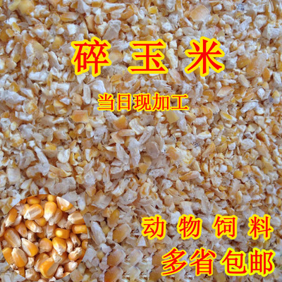 2024年新鲜碎玉米碴粉钓鱼打窝鸡鸭鹅鸽子小鸡饲料50斤多省包邮装