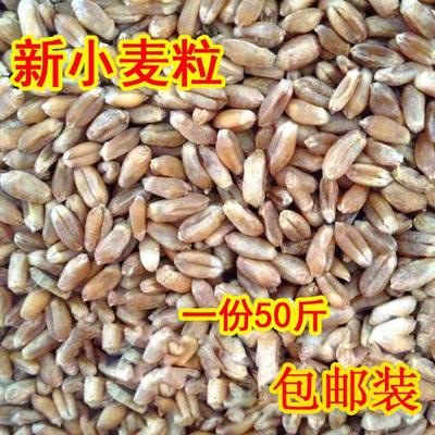 25年新小麦粒带皮红麦喂鸡鸭鹅鸽粮钓鱼打窝发芽饲料酿酒多省包邮