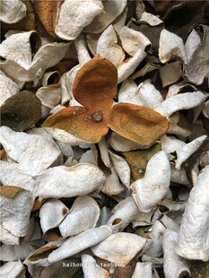 2024年新鲜柑果广东新皮陈皮大红二红皮果皮小青柑陈皮干新皮500g