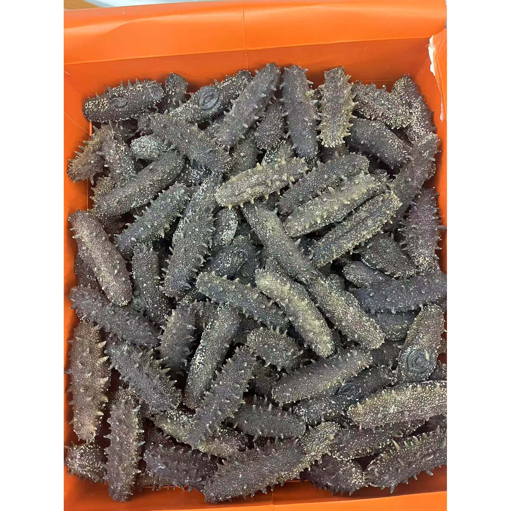 大连辽参淡干海参500g高参龄