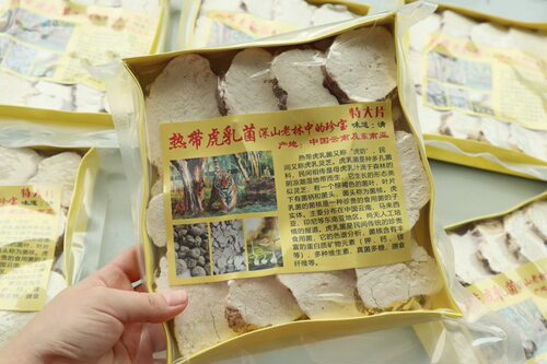 国产虎乳菌片250g煲汤材料虎奶菌