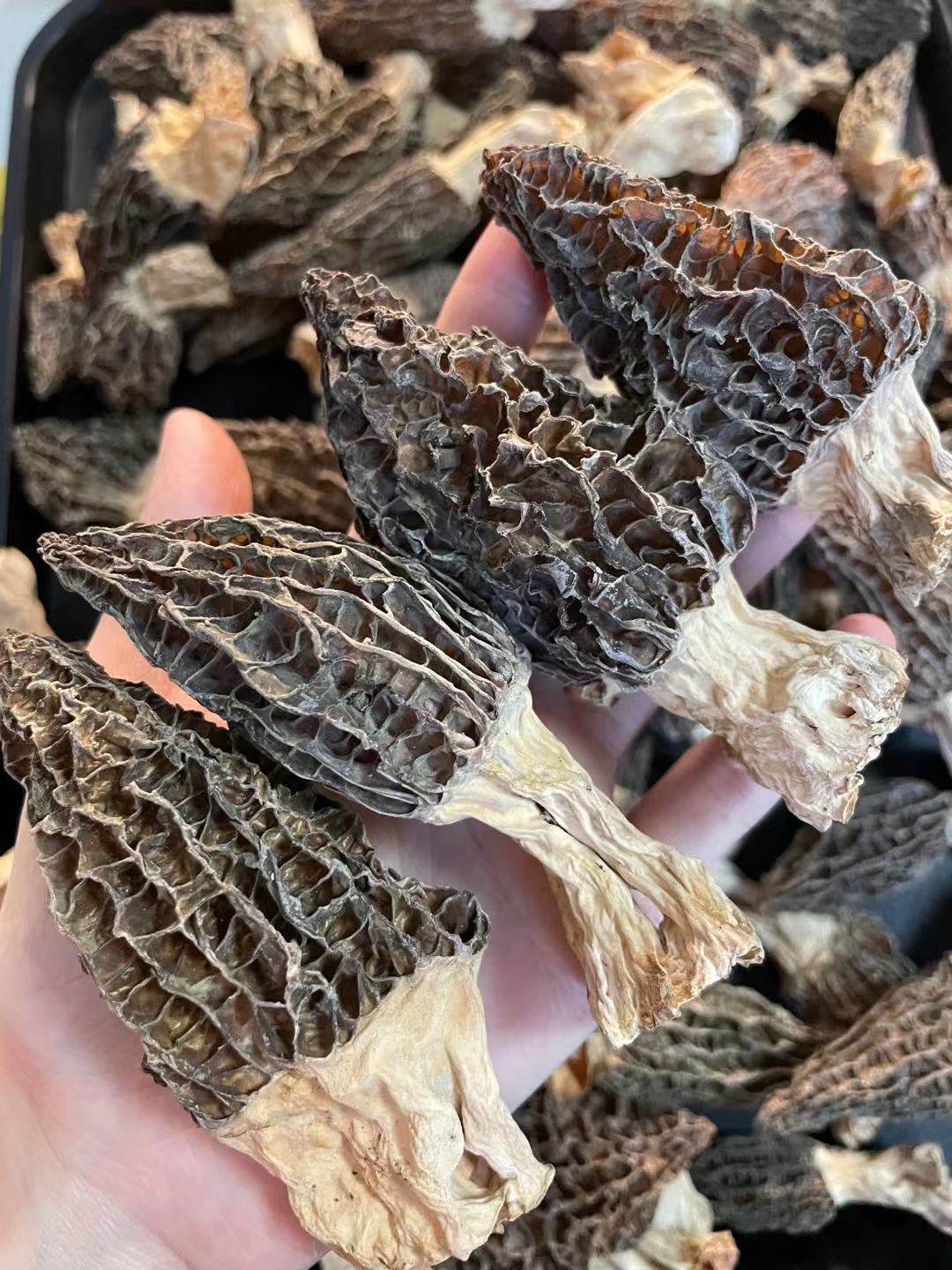 羊肚干货云南特产营养菌菇类新鲜蘑菇菌类大号50g非野生500,粮油调味/速食/干货/烘焙,羊肚菌,淘宝优惠券,粉丝福利购,淘宝优惠卷