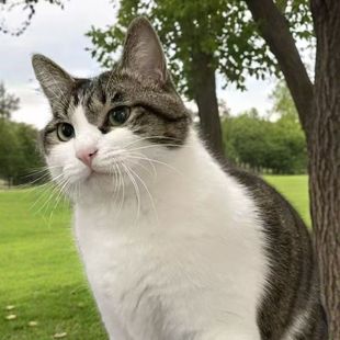 猫咪活物成年猫中华狸花猫捉鼠猫土猫家猫网红橘猫三花猫青年猫