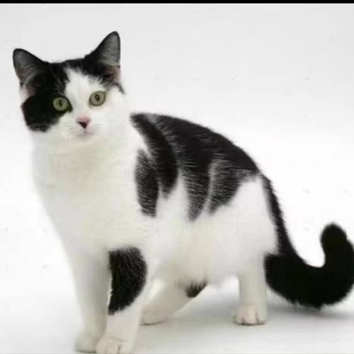 中华田园猫成年猫抓鼠猫咪活物青年猫家养土猫狸花猫橘猫青年猫