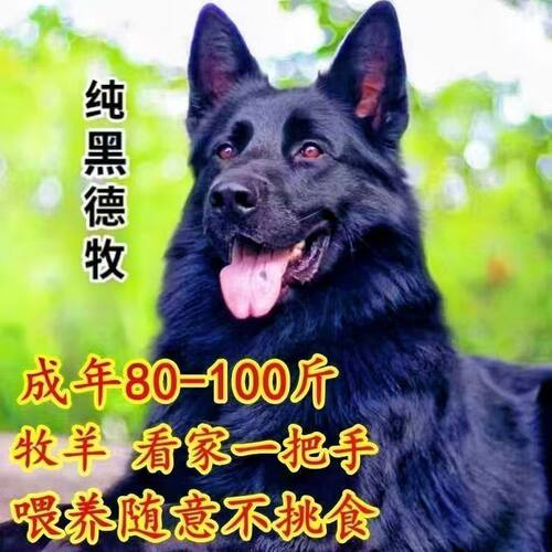 德牧东德牧羊犬纯黑黑色长毛幼犬护院狼狗看家护卫警犬正宗牧羊犬