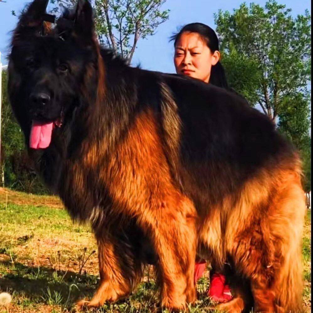 纯种德牧幼犬赛级德国牧羊犬活体弓背黑背狼狗警犬大型犬宠物狗狗