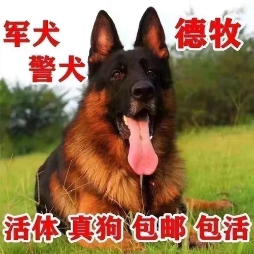 德牧幼犬德国牧羊犬军犬警犬看家护院军训犬大型犬黑背
