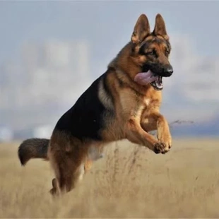 德牧德国牧羊犬狼狗犬德国犬幼犬高智商大体犬便宜听话现货直发