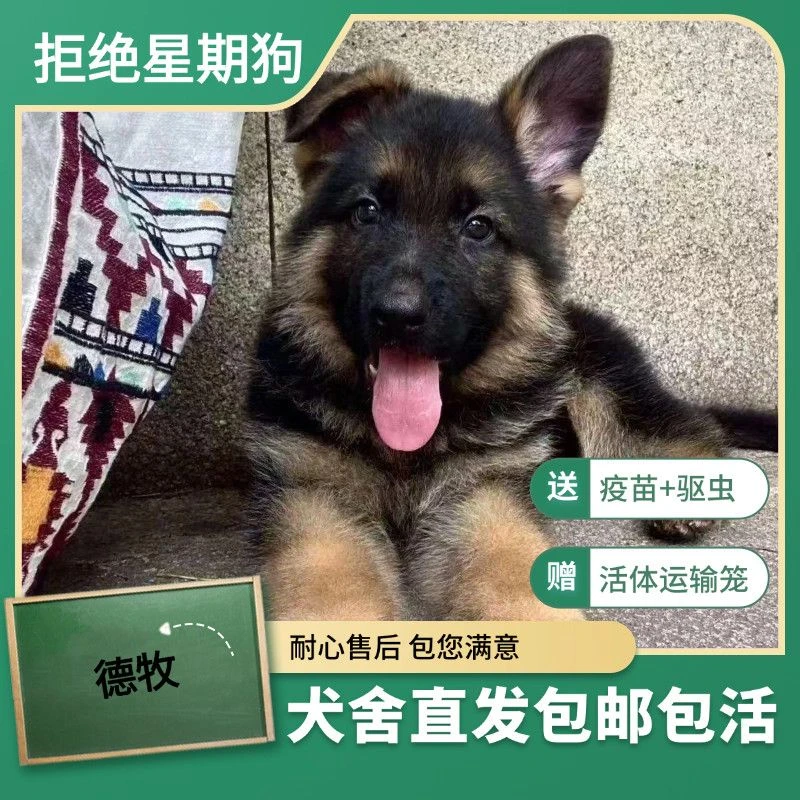纯种德牧幼犬德国牧羊犬警犬军犬中型护卫犬宠物狗狗活物活体家养
