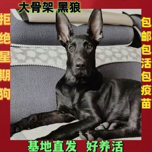 黑狼幼犬纯黑纯种中华护卫大型狼犬墨界狼狗护院黑色看家黑狗狗狗