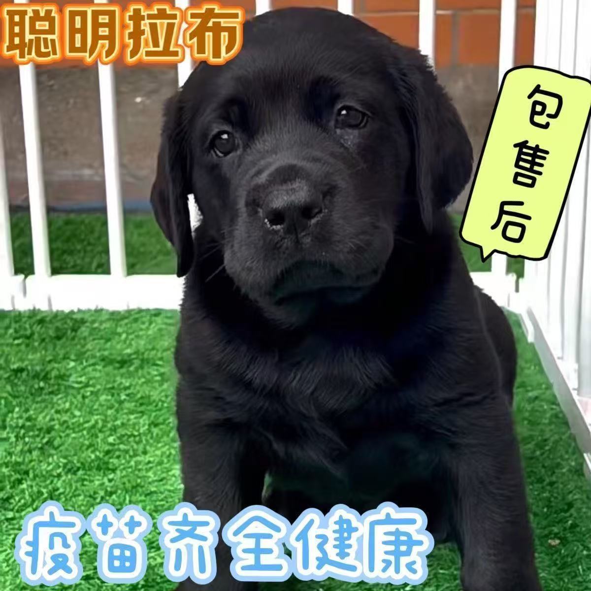 6拉布拉多白色狗狗高智商幼犬导盲犬大型犬宠物狗黑色血统活物图片