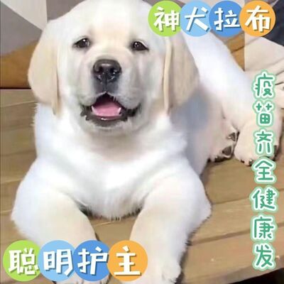 拉布拉多幼犬活体大头版纯种拉布拉多幼白色黑色狗狗活体