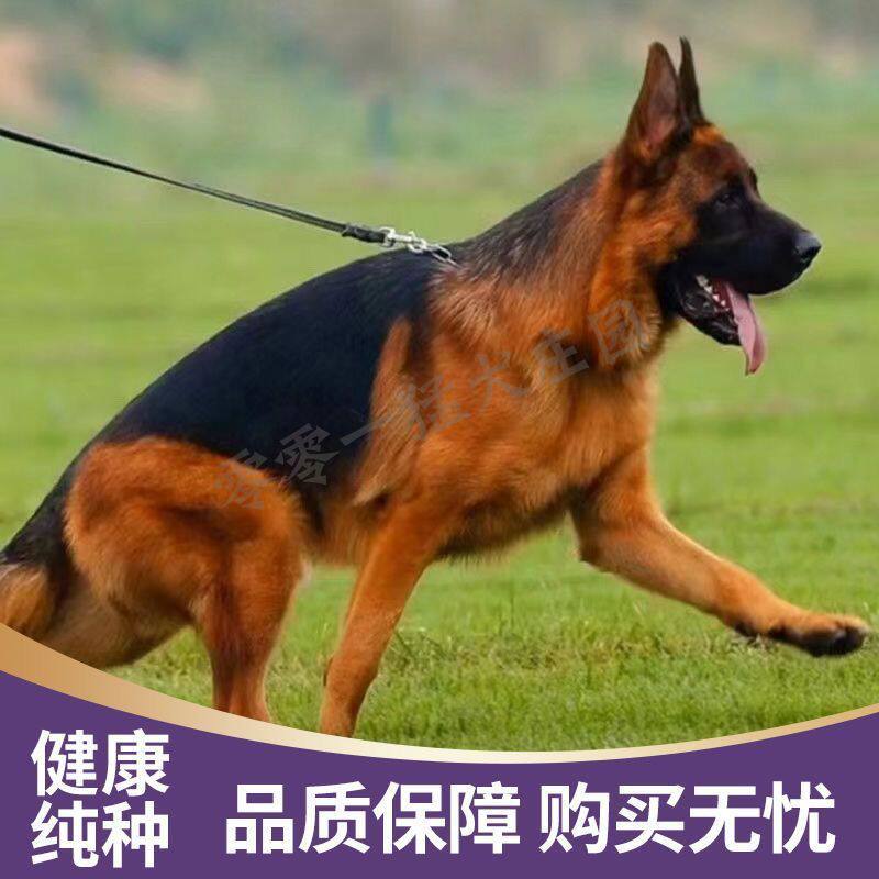 德牧幼犬纯种牧犬大型犬警犬弓背正宗黑背狼狗德国护院牧羊