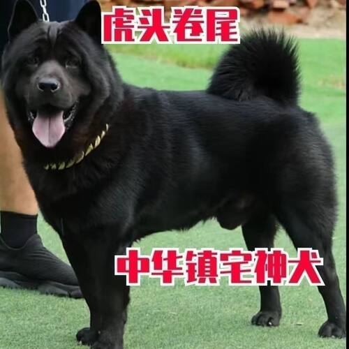 五黑犬幼犬黑狗虎头中华田园犬正宗黑色土猎广西土猎犬狗短毛狗