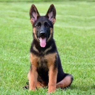德国牧羊犬大型犬德牧纯种幼犬黑背弓背警犬幼崽狼狗东德看家纯黑
