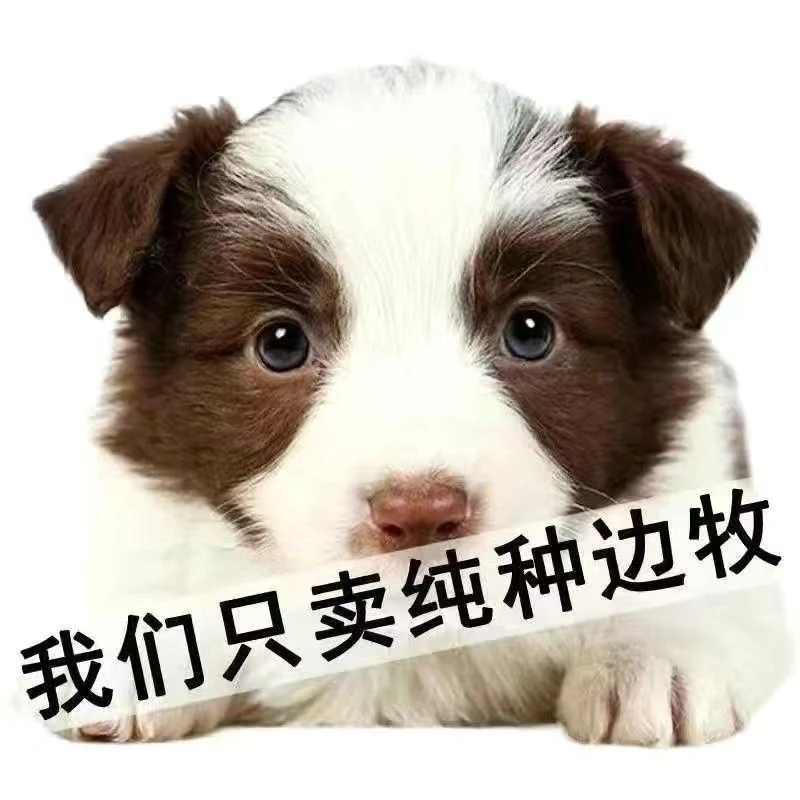 纯种边牧幼犬中型犬可爱狗狗家养宠物狗高智商边境牧羊犬黑白真2