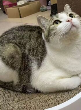 猫咪成年猫中华田园猫抓老鼠猫活体猫猫大猫咪猫黑猫白猫真猫家养