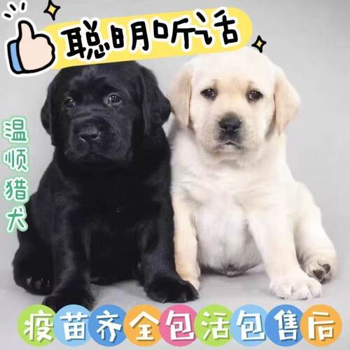 拉布拉多白色狗狗高智商幼犬导盲犬大型犬宠物狗黑色血统活物