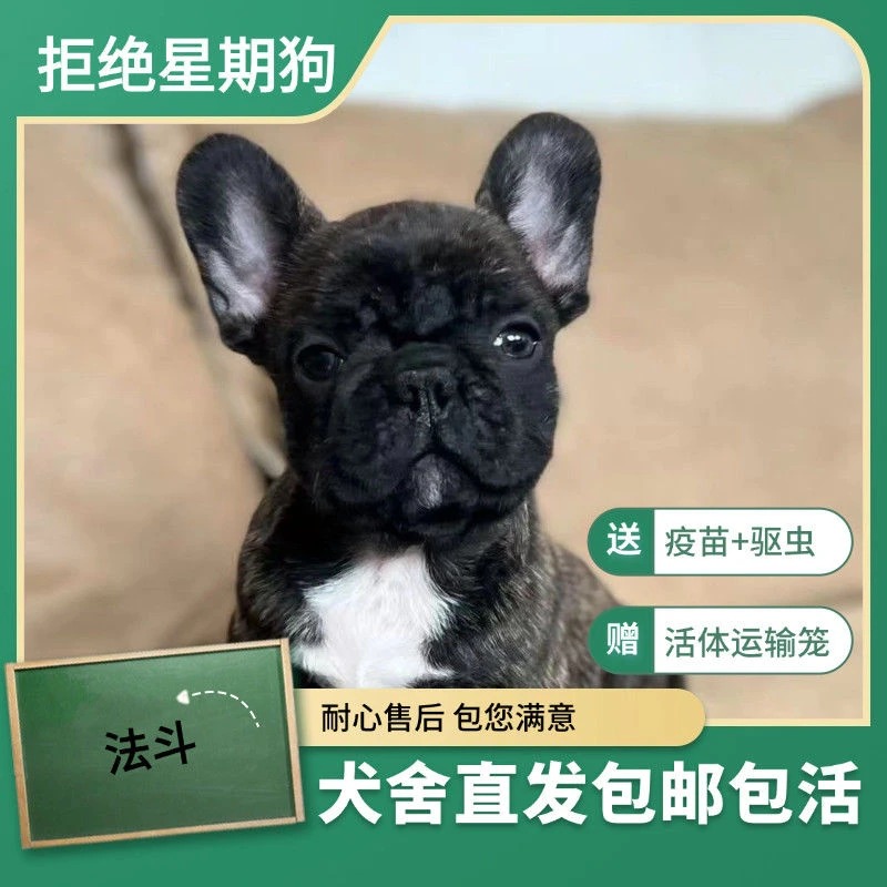 纯种法斗幼犬活体双血统短体法牛可爱家养小型犬法国斗牛犬宠物狗