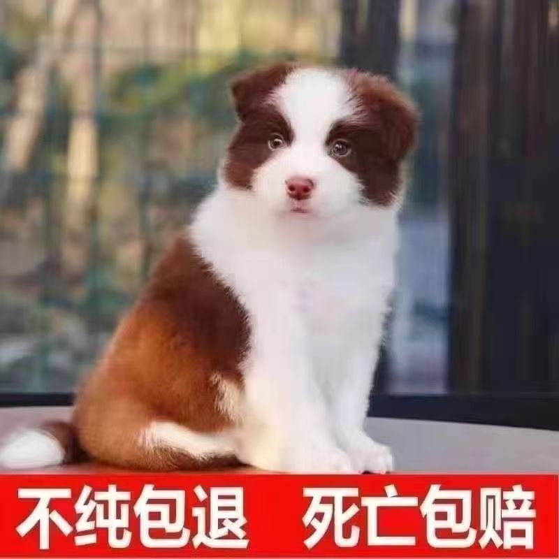 纯种边牧幼犬中型犬可爱狗狗家养宠物狗高智商边境牧羊犬黑白真2