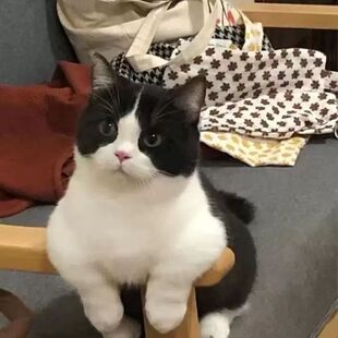 中华田园猫幼猫橘猫狸猫白猫黑猫奶牛猫狮子猫抓老鼠猫便宜家猫