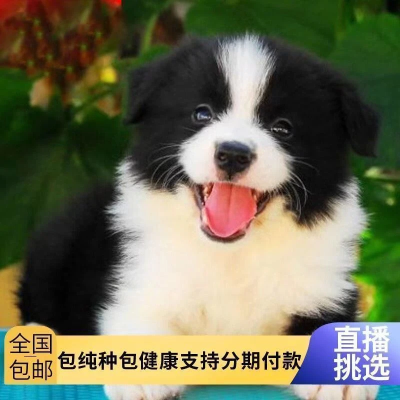 纯种边牧幼犬中型犬可爱狗狗家养宠物狗高智商边境牧羊犬黑白真狗