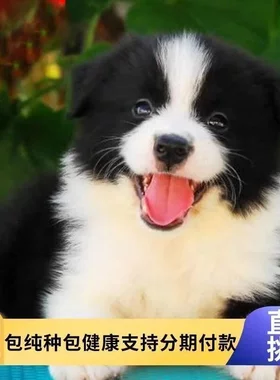 纯种边牧幼犬中型犬可爱狗狗家养宠物狗高智商边境牧羊犬黑白真狗