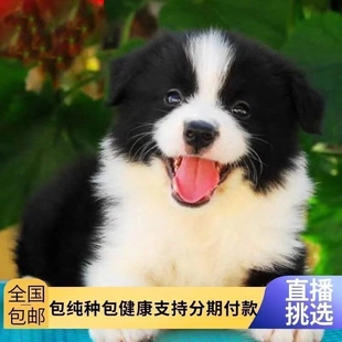 纯种边牧幼犬中型犬可爱狗狗家养宠物狗高智商边境牧羊犬黑白真狗
