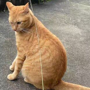 成年中华猫咪活物三花猫橘猫奶牛田园网红橘白猫老鼠土猫家养活体