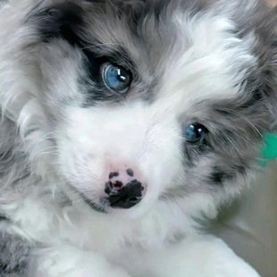 纯种边牧幼犬活体宠物狗狗三色陨石色咖啡色边牧犬活体宠物狗狗