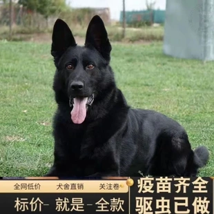 东德牧羊犬纯黑黑色幼犬德国狼狗看家护院警犬赶羊放羊正宗小狗