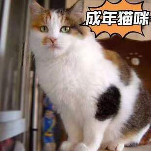 猫咪活物抓老鼠猫捉老鼠中华田园猫农村土猫网红橘猫大肥猫三花猫