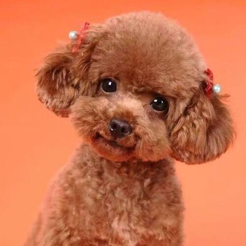 泰迪长不大红棕色可爱贵宾犬活物宠物活的灰泰迪幼犬棕色飞耳泰迪