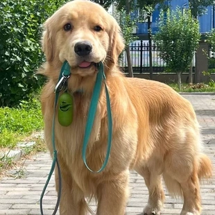 金毛幼犬大骨架沙滩金毛双血统枫叶红高智商导盲犬活宠物狗狗